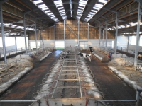 14.Joubieval-etable-vaches-laitieres08_1024